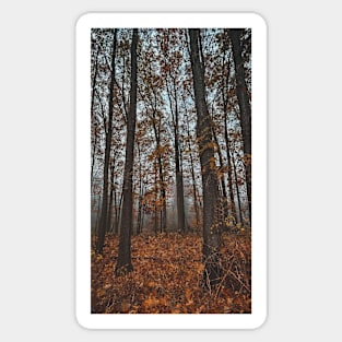 Foggy Forest Sticker